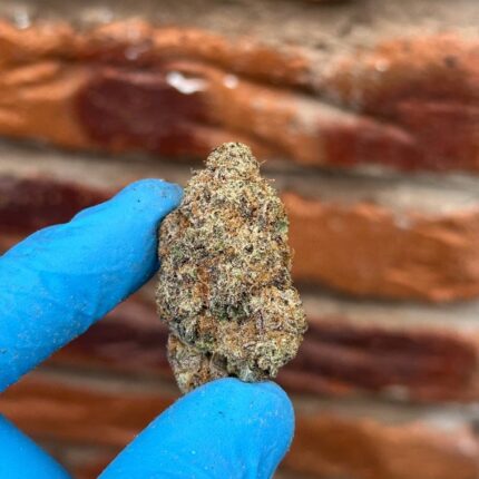 zoapscotti strain