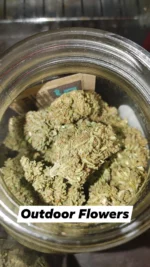 cbd buds for sale
