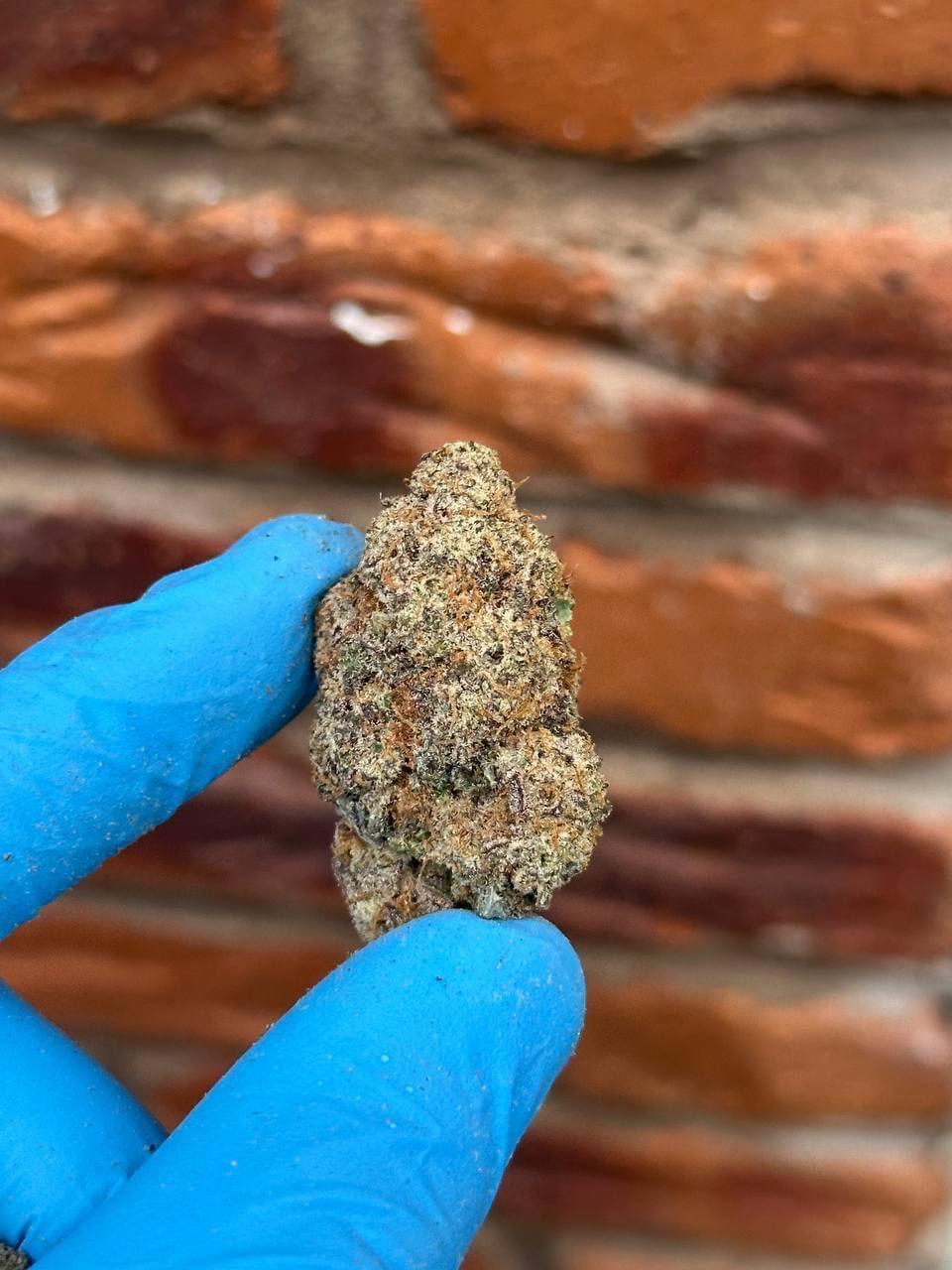 signal-2025-02-19-21-57-15-963 zoapscotti strain